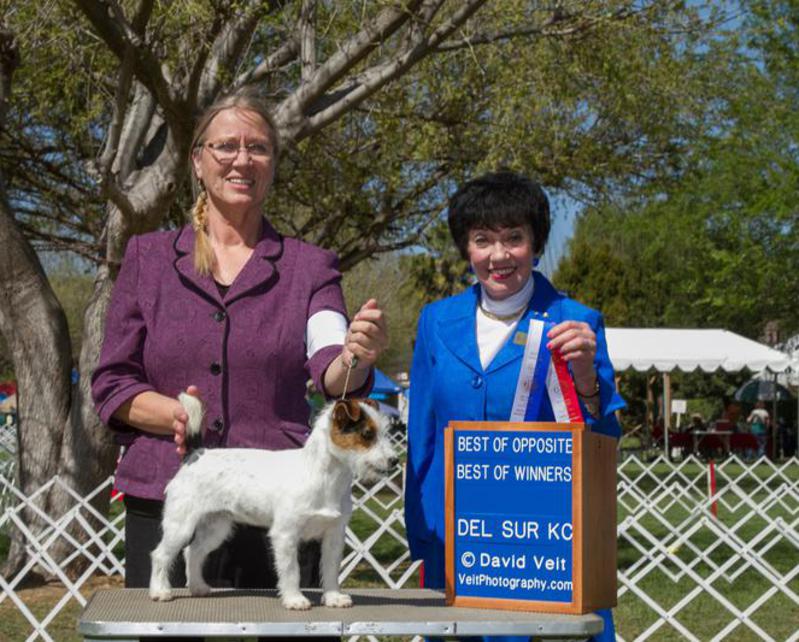 akc jack russell terrier